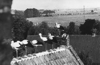 &copy; Storchenpflegestation Wesermarsch