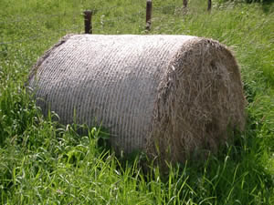 &copy; Storchenpflegestation Wesermarsch