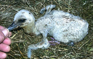 &copy; Storchenpflegestation Wesermarsch