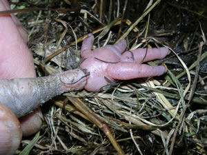 &copy; Storchenpflegestation Wesermarsch