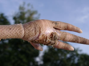 &copy; Storchenpflegestation Wesermarsch