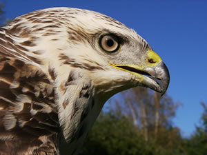 &copy; Storchenpflegestation Wesermarsch