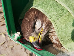 &copy; Storchenpflegestation Wesermarsch