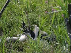 &copy; Storchenpflegestation Wesermarsch