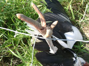 &copy; Storchenpflegestation Wesermarsch