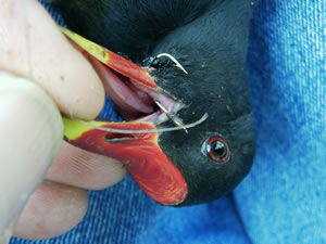 &copy; Storchenpflegestation Wesermarsch