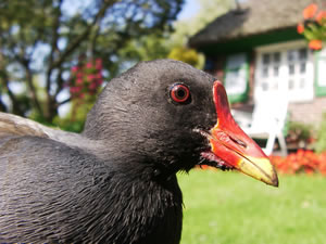 &copy; Storchenpflegestation Wesermarsch