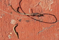 &copy; Storchenpflegestation Wesermarsch