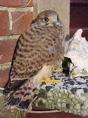 &copy; Storchenpflegestation Wesermarsch