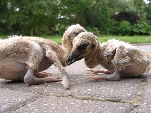 &copy; Storchenpflegestation Wesermarsch