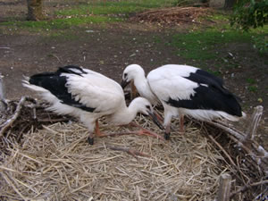 &copy; Storchenpflegestation Wesermarsch