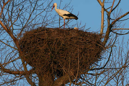 &copy; Storchenpflegestation Wesermarsch