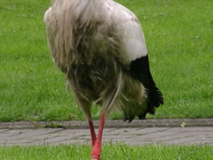 &copy; Storchenpflegestation Wesermarsch