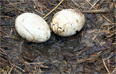 &copy; Storchenpflegestation Wesermarsch