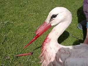 &copy; Storchenpflegestation Wesermarsch