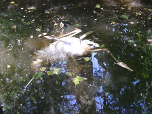 &copy; Storchenpflegestation Wesermarsch