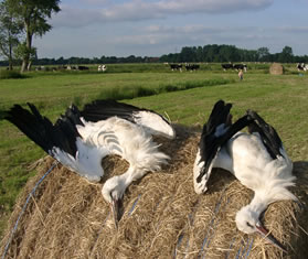 &copy; Storchenpflegestation Wesermarsch