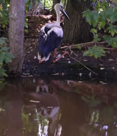 &copy; Storchenpflegestation Wesermarsch