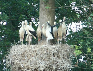 &copy; Storchenpflegestation Wesermarsch