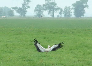 &copy; Storchenpflegestation Wesermarsch Verletzter Wei&szlig;storch unter 110 KV Leitung