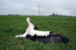 &copy; Storchenpflegestation Wesermarsch Verletzter Wei&szlig;storch unter 110 KV Leitung