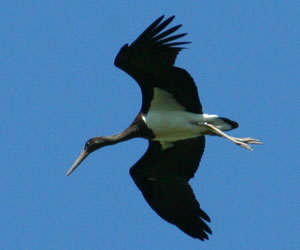 Schwarzstorch ciconia nigra in der s&uuml;dlichen Wesermarsch &copy; Storchenpflegestation Wesermarsch