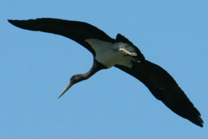  Aufmerksam verfolgte der Schwarzstorch sein Umfeld&copy; Storchenpflegestation Wesermarsch