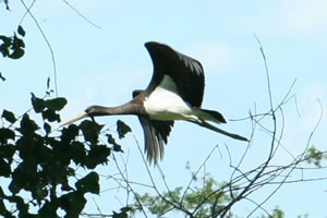 Der Schwarzstorch n&auml;chtigte in der Brutkolonie &copy; Storchenpflegestation Wesermarsch