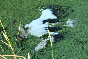 Im Graben verendeter Jungstorch unter seinem Nest. &copy; Storchenpflegestation Wesermarsch