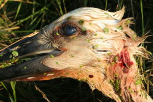  Der Schnabel des fast ausgewachsenen Jungstorches &copy; Storchenpflegestation Wesermarsch