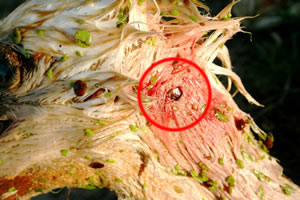 Wei&szlig;storchkopf linke Seite  &copy; Storchenpflegestation Wesermarsch