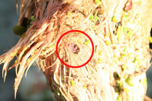 Wei&szlig;storchkopf rechte Seite &copy; Storchenpflegestation Wesermarsch