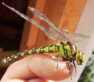 &copy; Storchenpflegestation Wesermarsch