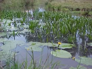 &copy; Storchenpflegestation Wesermarsch