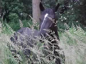 &copy; Storchenpflegestation Wesermarsch