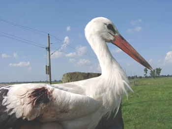 &copy; Storchenpflegestation Wesermarsch