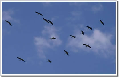 (c) Storchenpflegestation Wesermarsch   Zug der Wei&szlig;st&ouml;rche