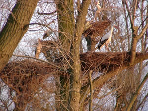 &copy; Storchenpflegestation Wesermarsch