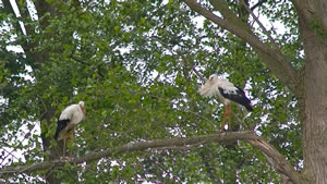 &copy; Storchenpflegestation Wesermarsch