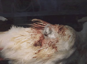 &copy; Storchenpflegestation Wesermarsch