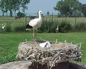 &copy; Storchenpflegestation Wesermarsch