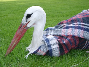 &copy; Storchenpflegestation Wesermarsch