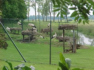 &copy; Storchenpflegestation Wesermarsch