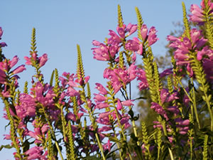 &copy; Storchenpflegestation Wesermarsch