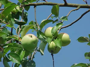 &copy; Storchenpflegestation Wesermarsch