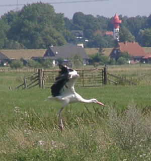 &copy; Storchenpflegestation Wesermarsch