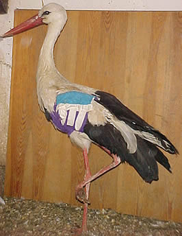 &copy; Storchenpflegestation Wesermarsch